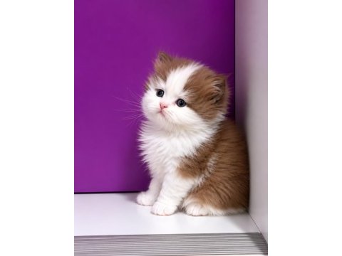 Safkan british longhair yavrumuz çikolata bicolor