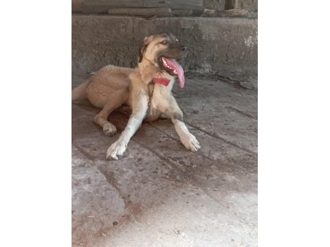 Sahibinden orijinal beş aylık erkek kangal köpeği