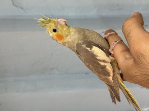 El besleme bebek sultanlar