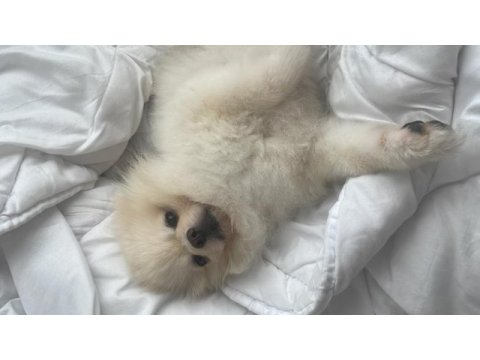Klinik borcu karşılığında pomeranian
