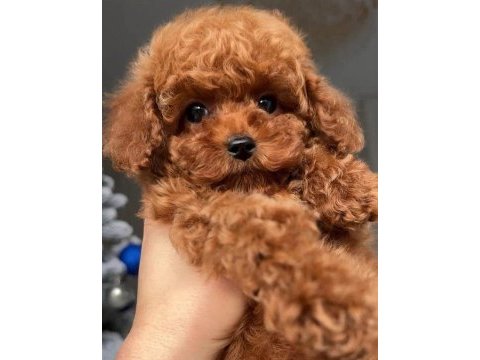 Şampiyon kore poodle bebeklerim