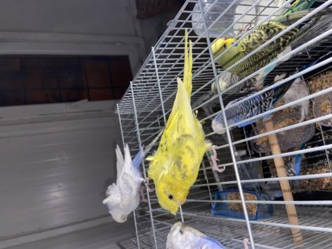 3 adet japones muhabbet kuşlar