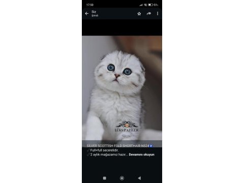 Ayıcık surat silver scottish fold shorthair ns24 