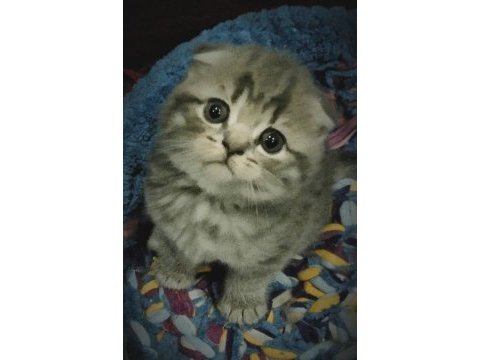 2 nisan doğumlu dişi scottish fold