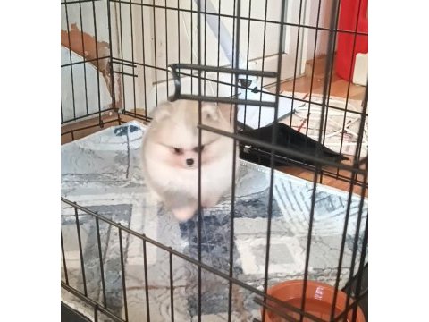 Pomeranian boo köpeğimiz