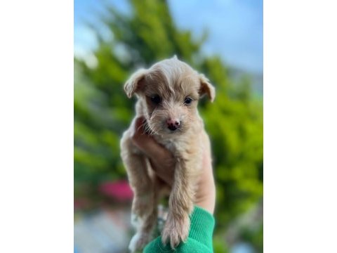 Maltipoo yavrusu