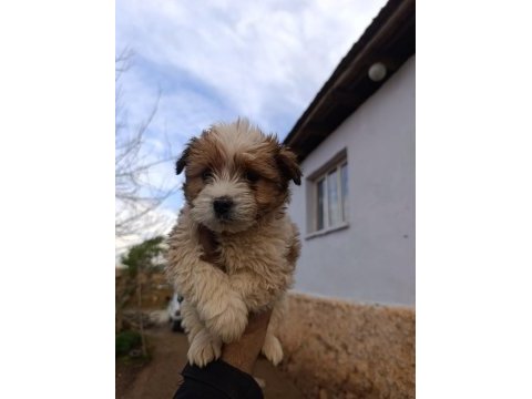 Maltipoo yavrum 55 günlük