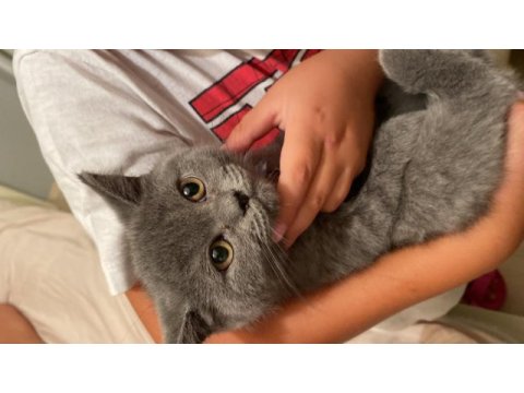 British shorthair yavrularımız