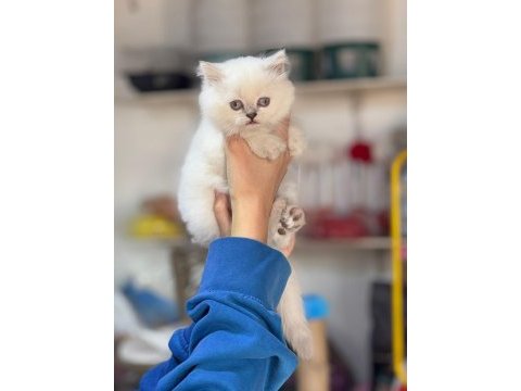 Şampiyon british longhair çocukları