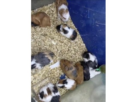 Guinea pig yavruları