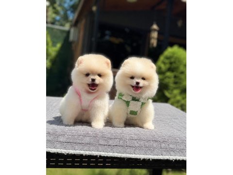 Oyuncak surat pomeranian boo yavrularımız
