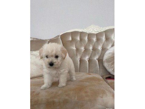 Mattlese terrier 50 günlük