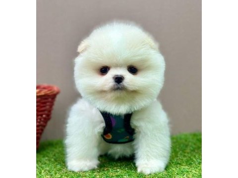 Safkan pomeranian boo yavrularımız
