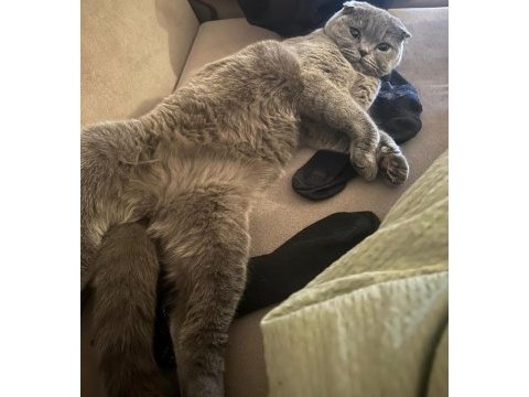 Sevimli bir scottish fold kız