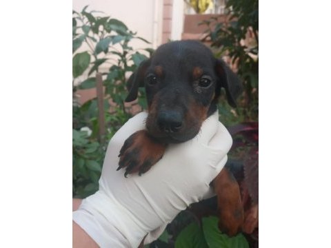 Safkan doberman yavrularım