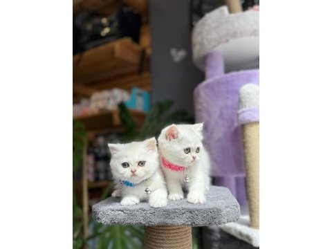 Sağlık ve ırk garantili british shorthair