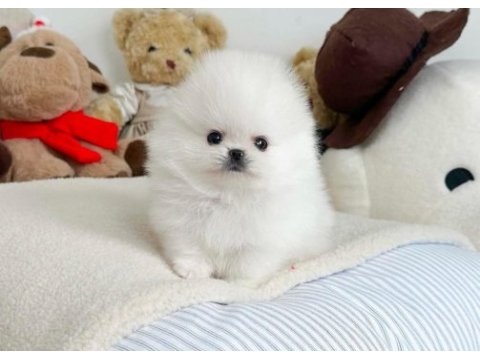 Ayı surat pomeranian fındıklarım