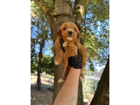 Dişi erkek maltipoo 