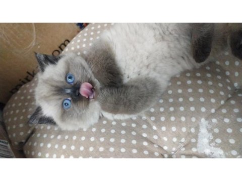 Bebek yüz mavi göz british shorthair
