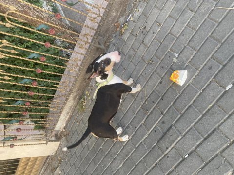 Bull terrier 2,5 yaşında dişi