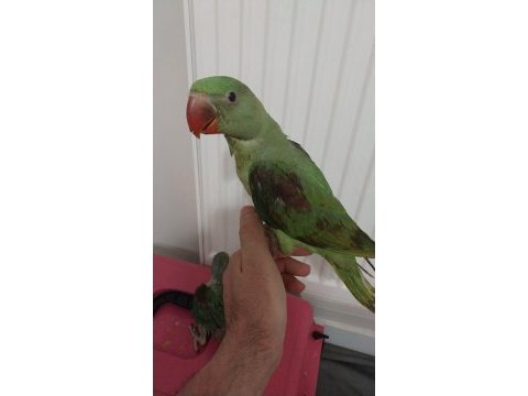 Bebek özel evlat isteyenlere alexander papağanı