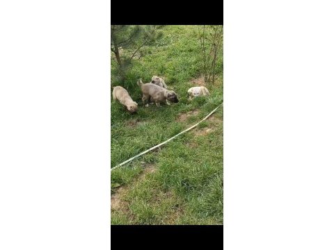 Irk ve sağlık garanti kangal yavrularımız