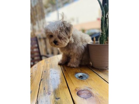 Orjinal mini boy garantili maltipoo
