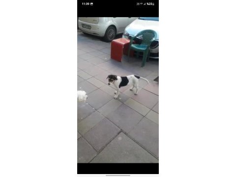 Ücretsiz jack russell