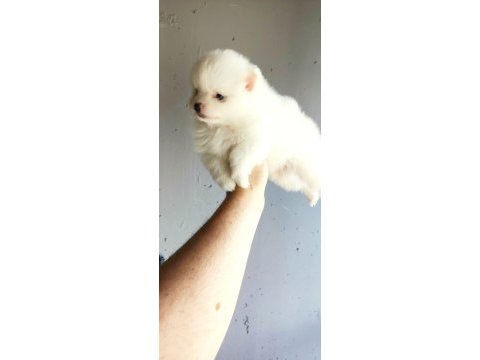 Pomeranian yavrumuz yuvasına gitmeye hazır