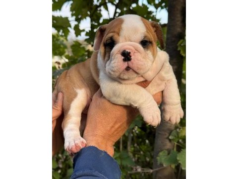 Tombiş bulldog çocuklar
