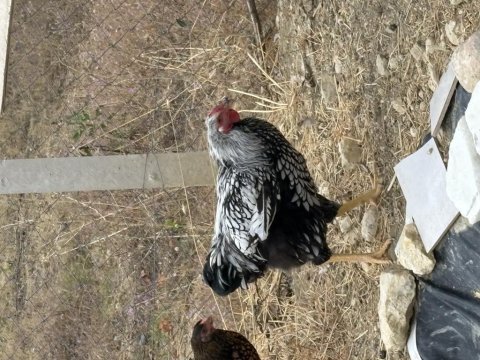 Wyandotte silver horoz