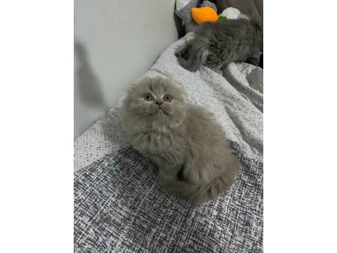 2 aylık blue point scottish fold
