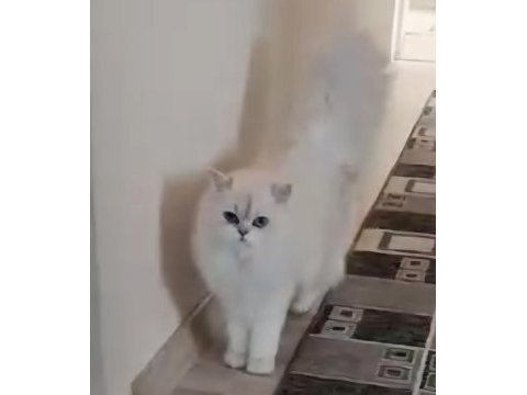 British longhair ns1133 silver point dişi