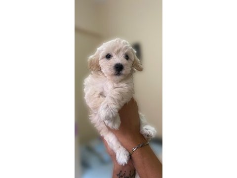 Maltipoo sahiplendirme 10 temmuz doğumlu