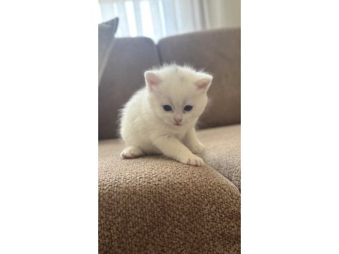 Böyle british shorthair güzellik yok