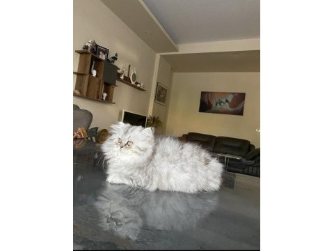 3 aylık dişi chinchilla
