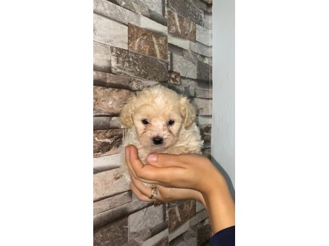 1.5 aylık teacup maltipoo yavrularımız