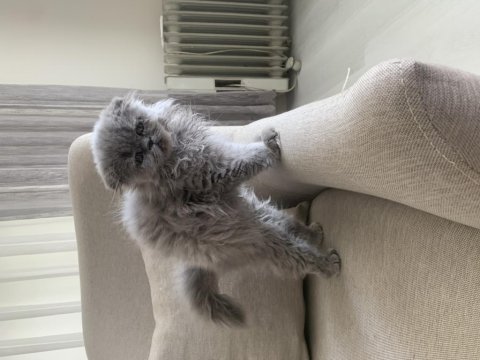 Scottish fold için açıklamayı okuyun