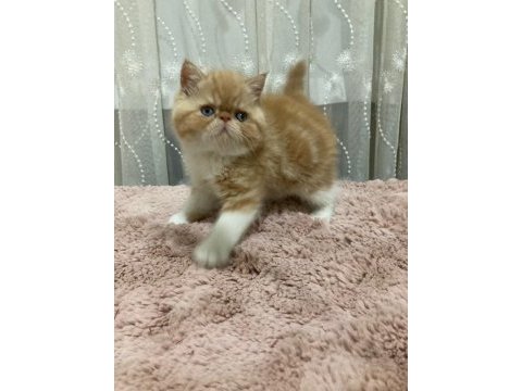 Exotic shorthair
