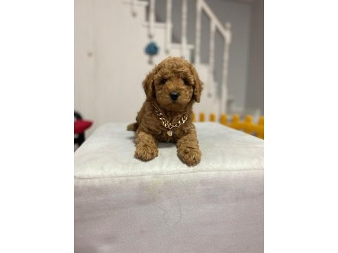 Red toy poodle yavrularımız