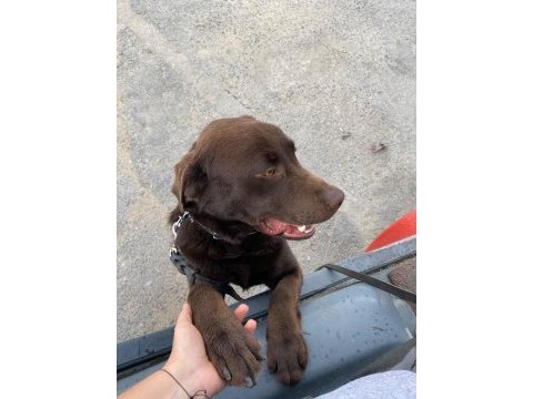 Labrador köpek