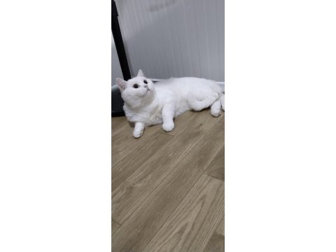 Çipli aşıları eksiksiz british shorthair