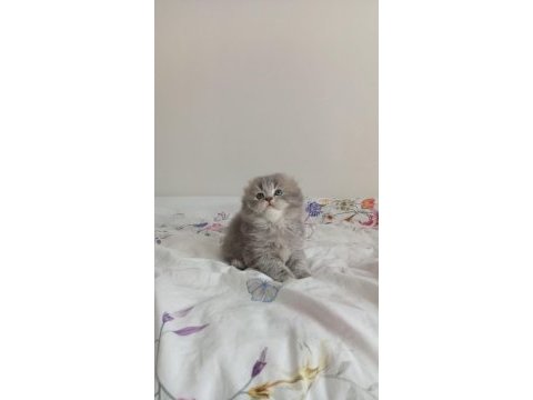 Sahiplendirme scottish fold longhair