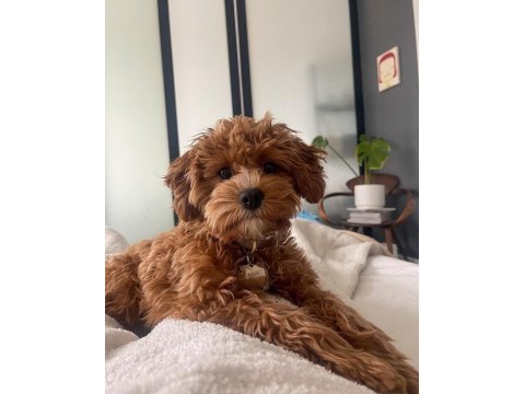 Kalite ve güvenin adresinden cavapoo yavruları