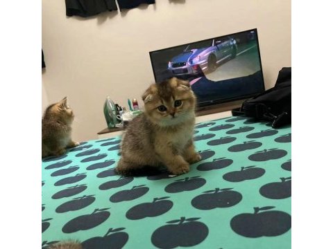 Scottish fold golden bebekler