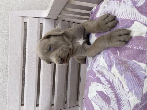 İzabel blue cane corselar