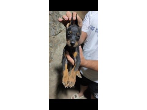 King doberman yavruları
