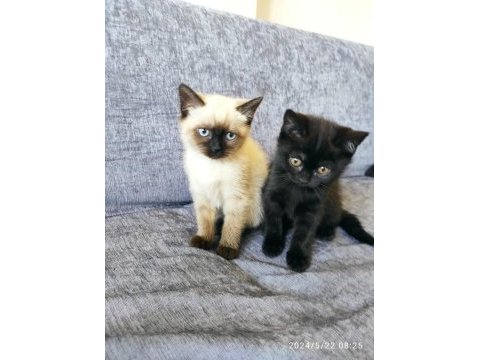 2.5 aylık siyam kedisi kayseri