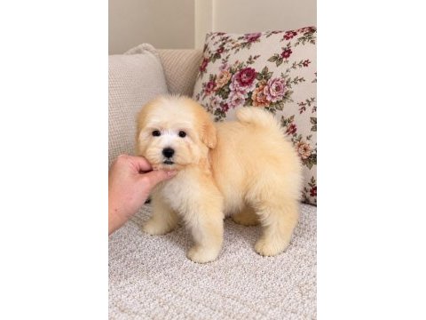 Maltipoo biblo erkek