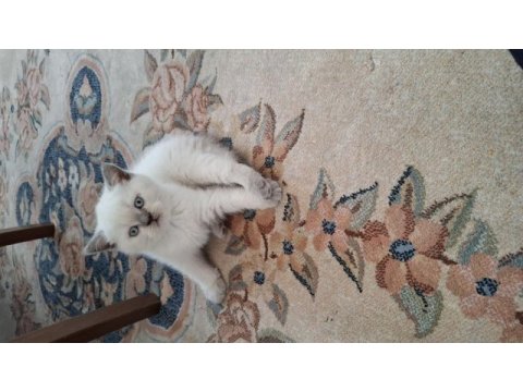 British shorthair blue point